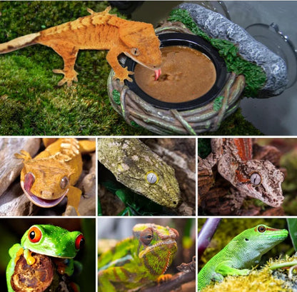 ReptiZoo Vine Ledge Single Feeder