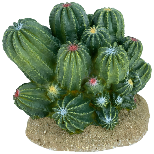 Komodo Barrel Cactus