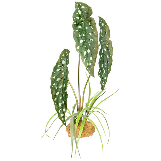 Komodo Begonia Standing Plant