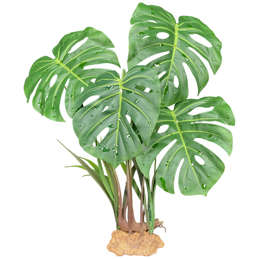 Komodo Monstera