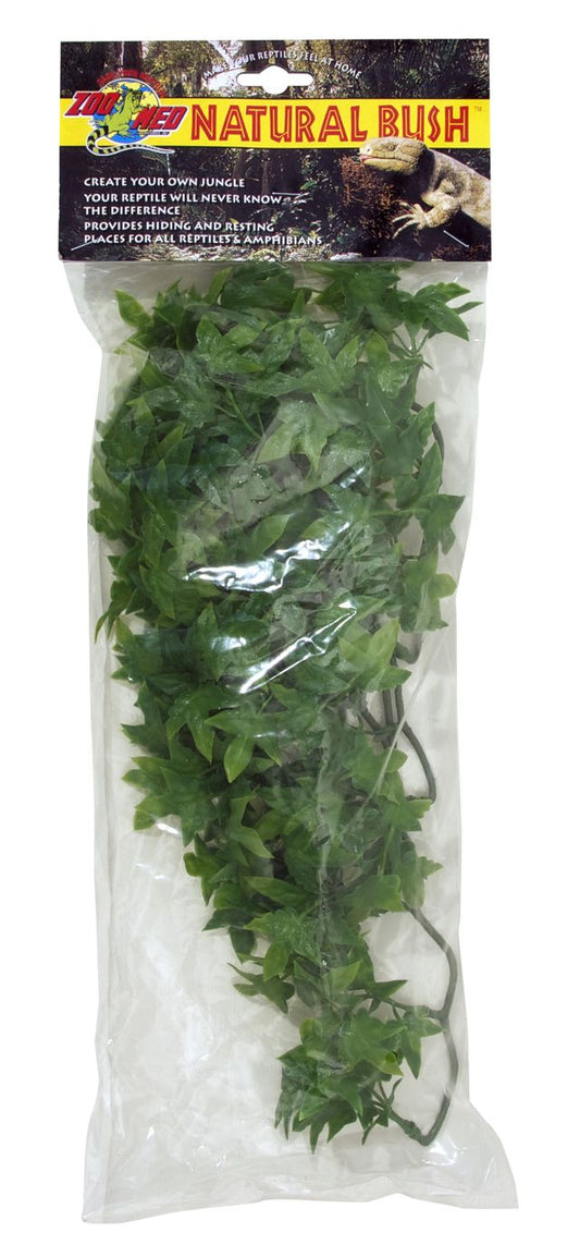 ZM Congo Ivy