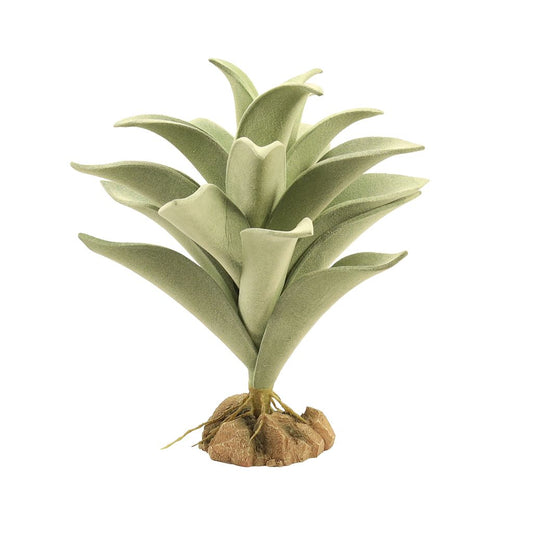 ZM Desert Silver Mullein