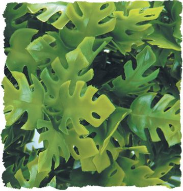 ZM Amazonian Phyllo