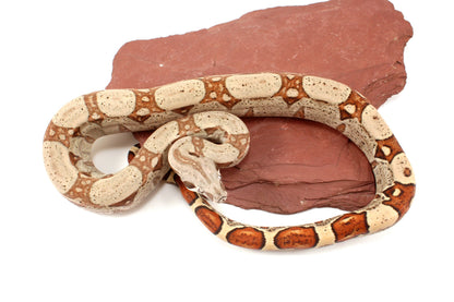 Jungle h. VPI Colombian Boa