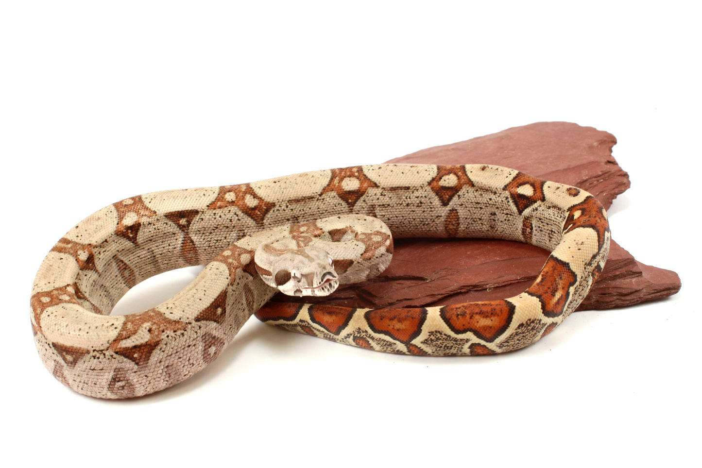 Jungle h. VPI Colombian Boa