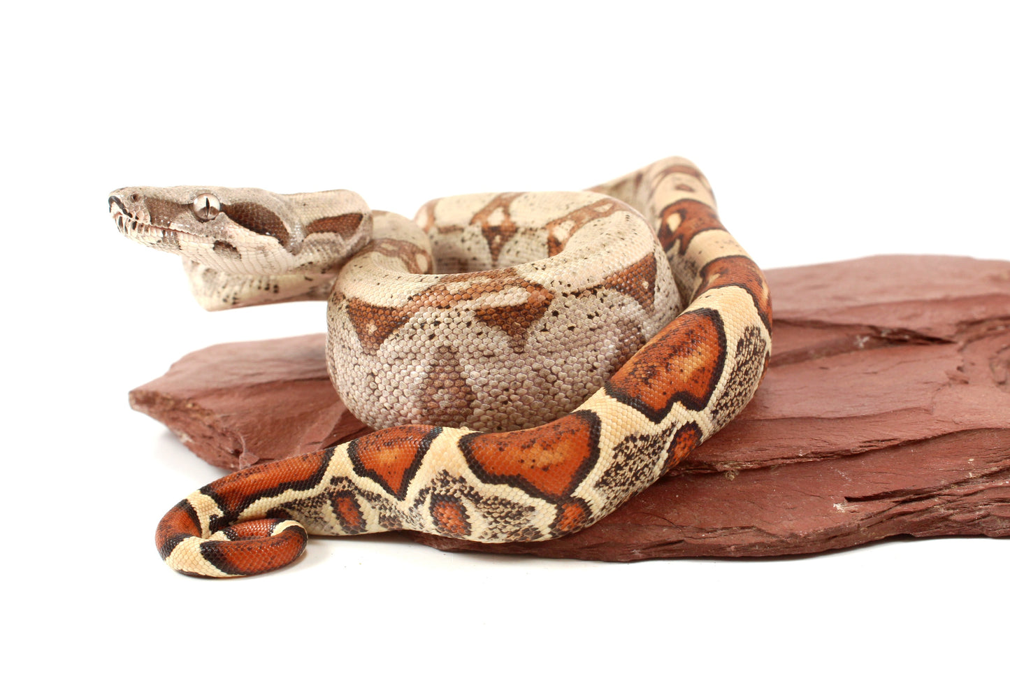 Jungle h. VPI Colombian Boa
