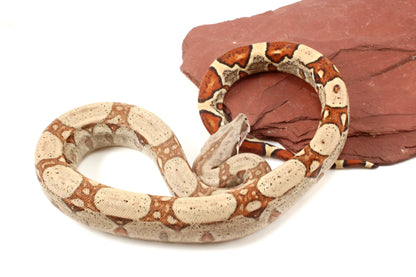 Jungle h. VPI Colombian Boa