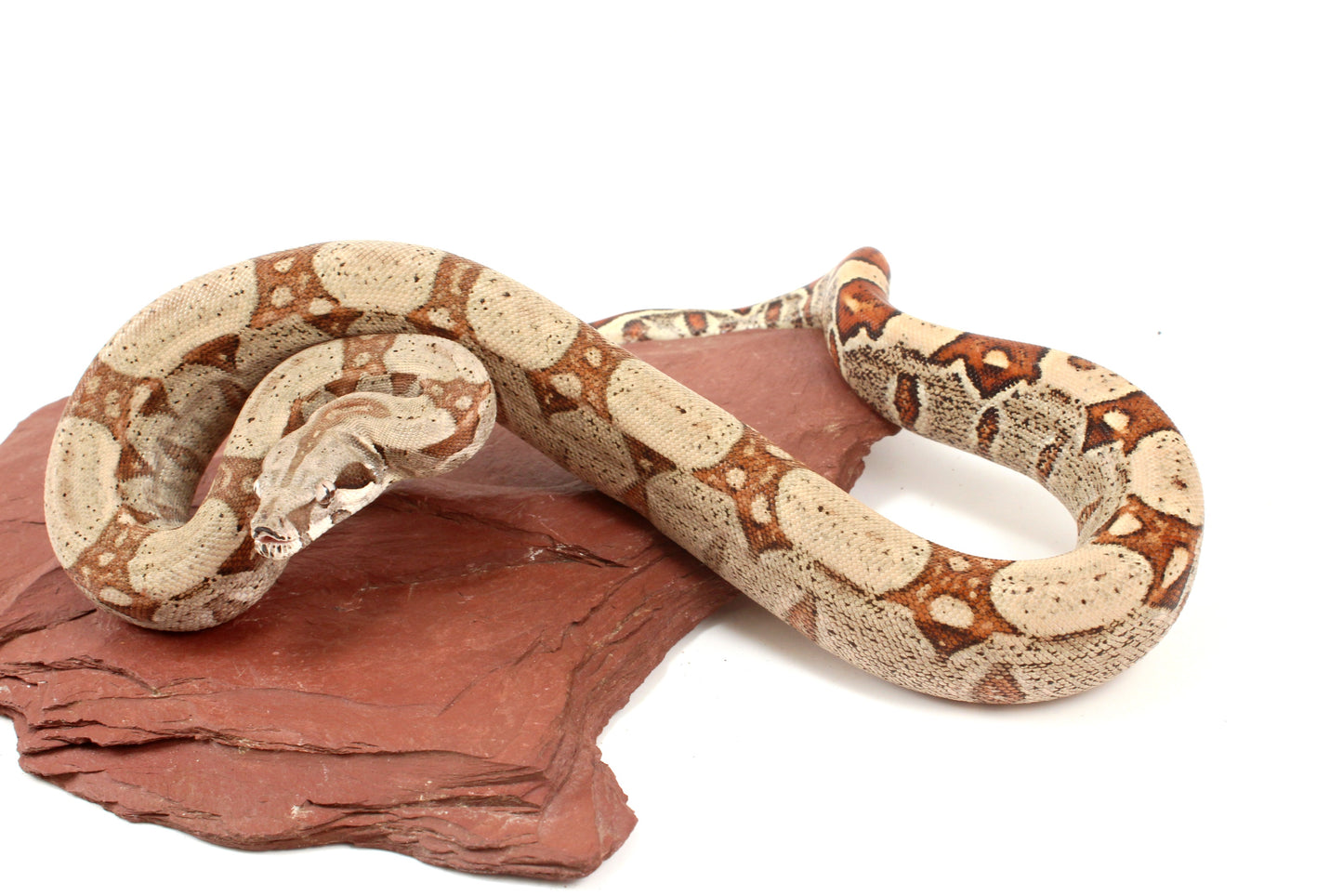 Jungle h. VPI Colombian Boa