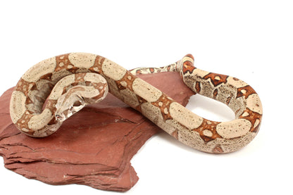 Jungle h. VPI Colombian Boa