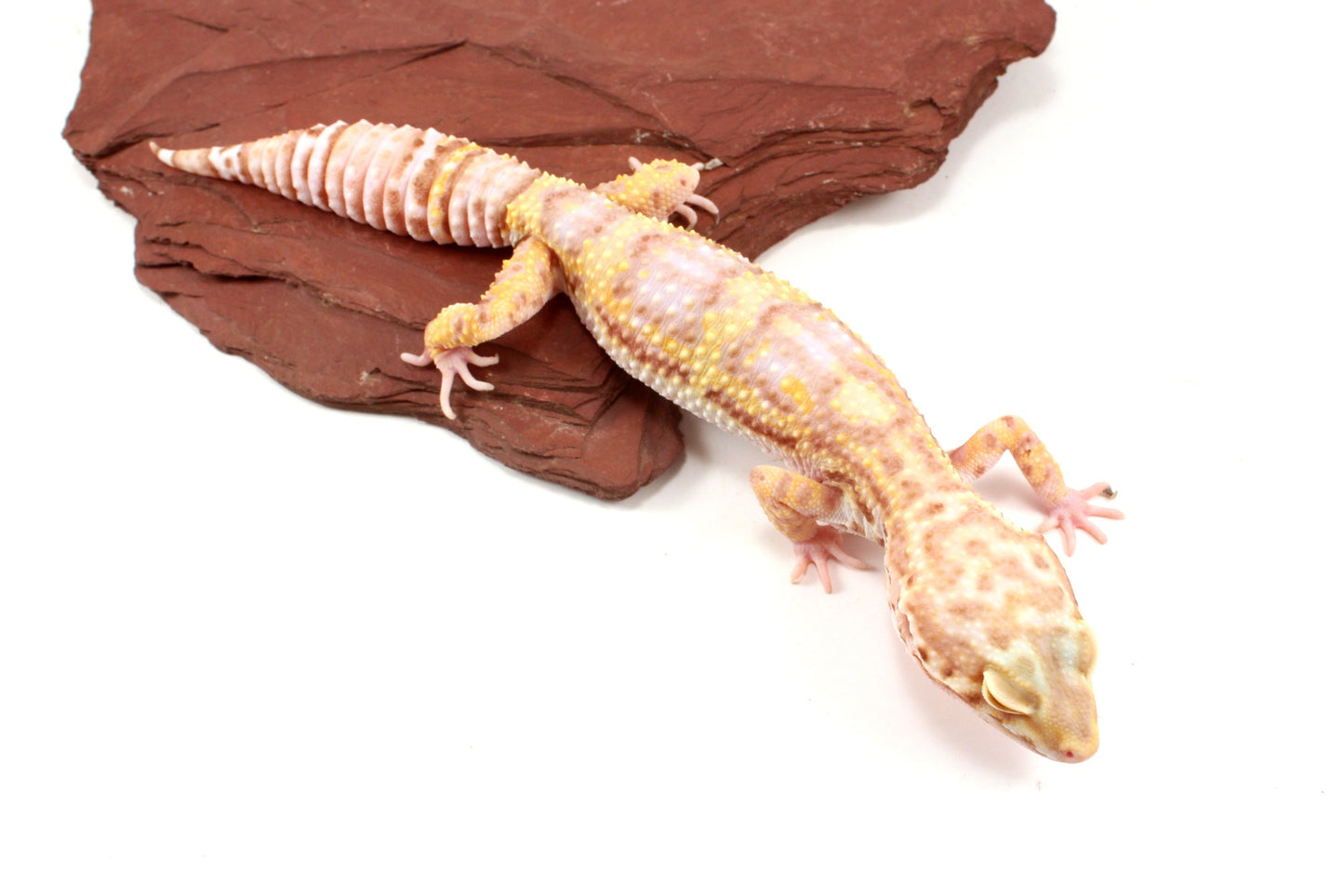 Tremper Albino Leopard Gecko