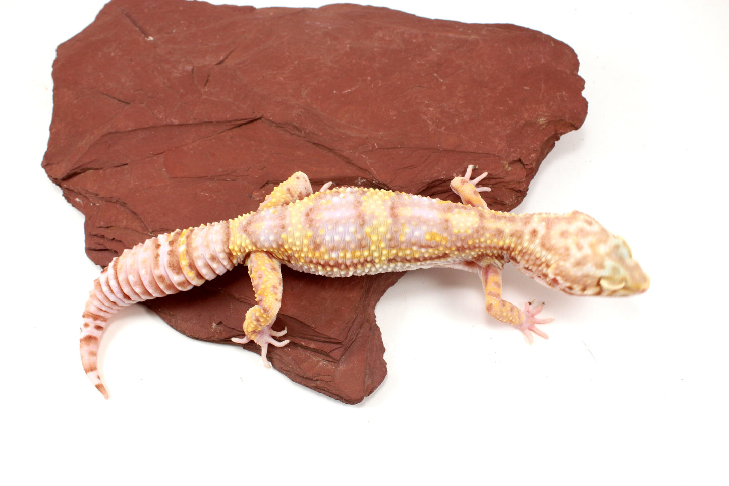 Tremper Albino Leopard Gecko