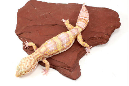 Tremper Albino Leopard Gecko