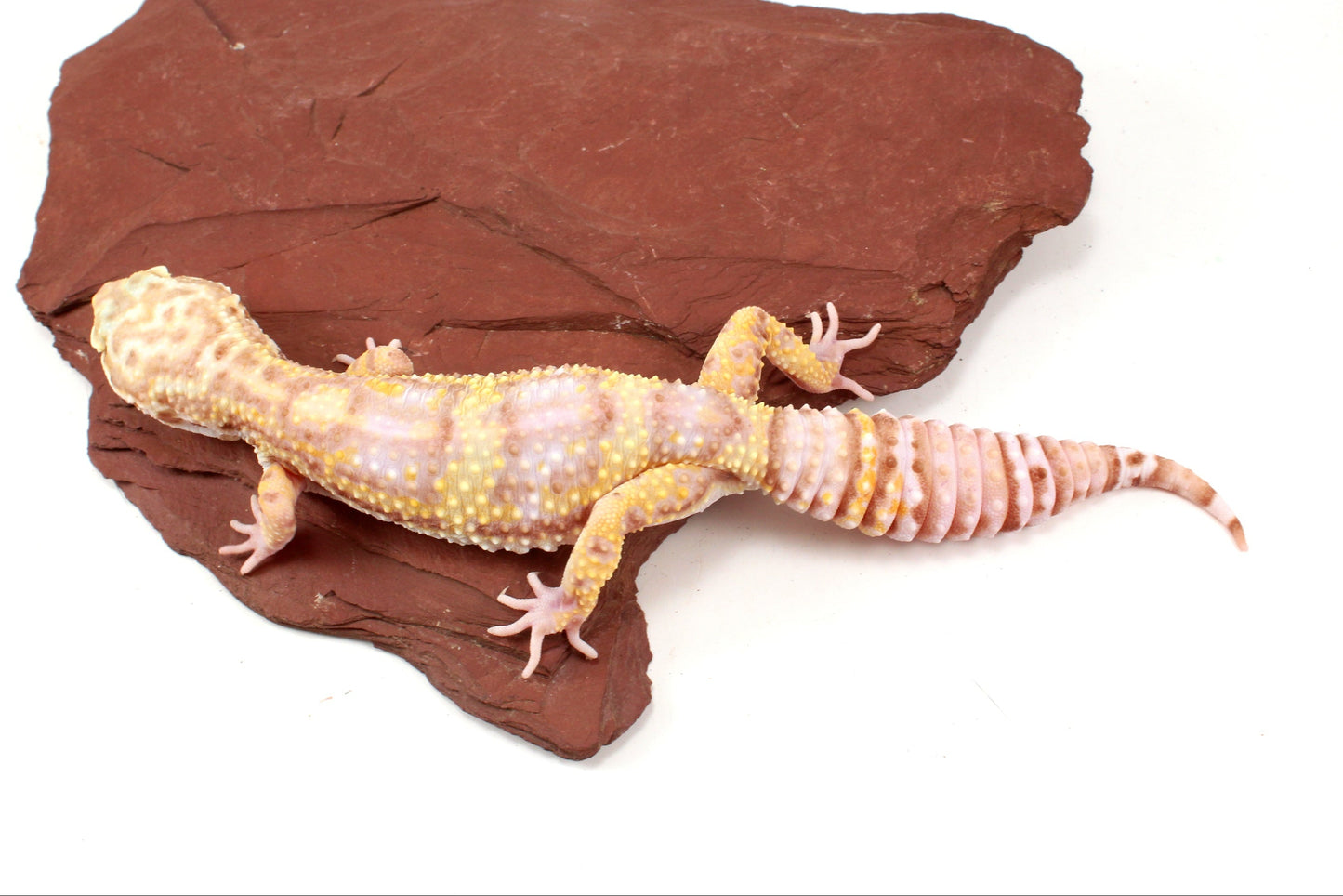 Tremper Albino Leopard Gecko