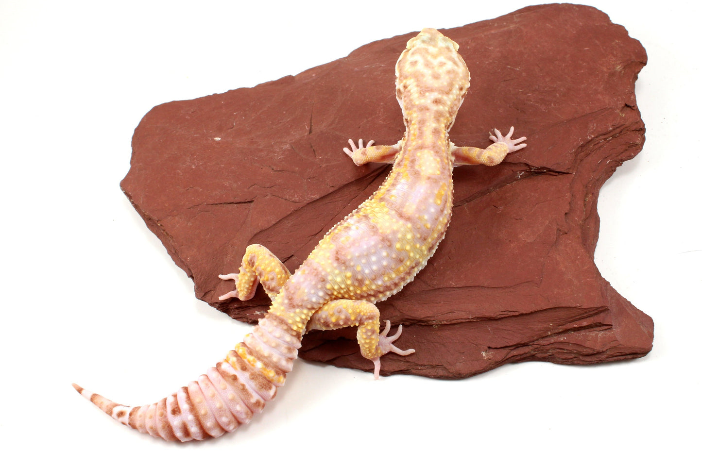 Tremper Albino Leopard Gecko