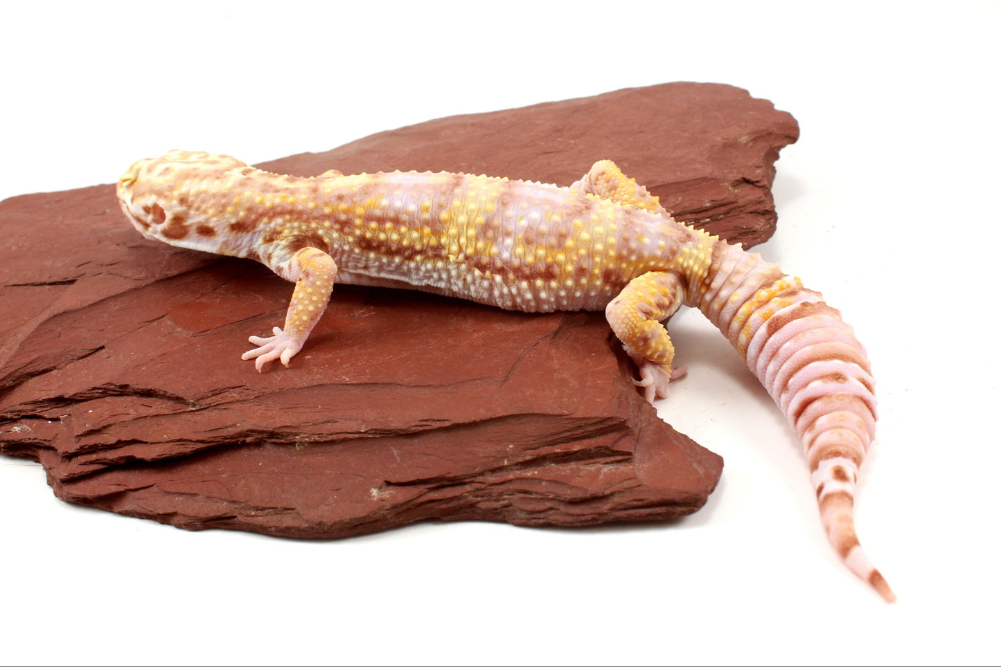 Tremper Albino Leopard Gecko