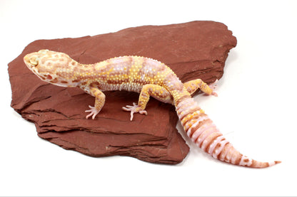 Tremper Albino Leopard Gecko