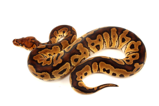 Yellow Belly Clown Ball Python