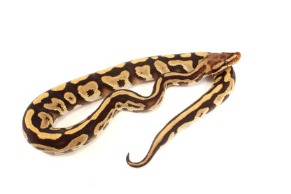 Cypress Leopard h. Clown Ball Python