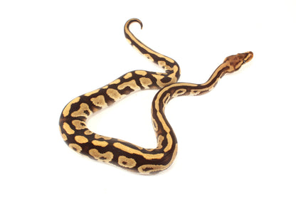 Cypress Leopard h. Clown Ball Python