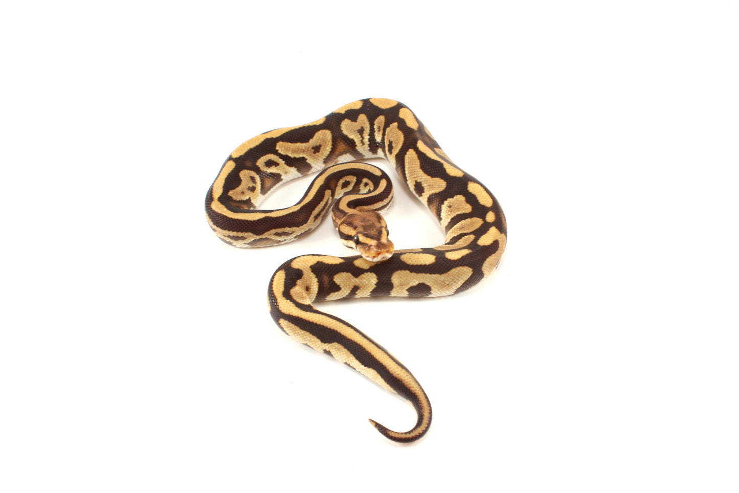 Cypress Leopard h. Clown Ball Python