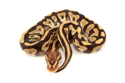 Cypress Leopard h. Clown Ball Python