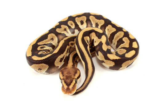 Cypress Leopard h. Clown Ball Python