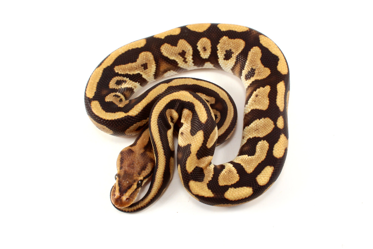 Cypress Leopard h. Clown Ball Python
