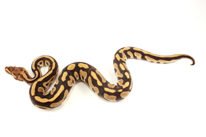 Cypress Leopard h. Clown Ball Python