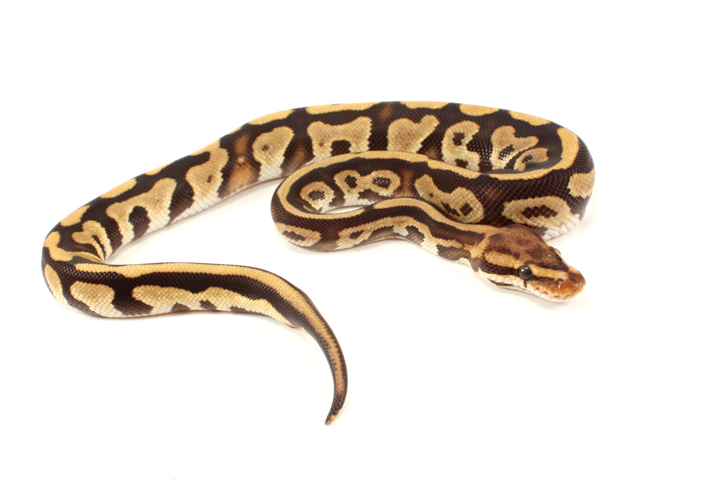 Cypress Leopard h. Clown Ball Python