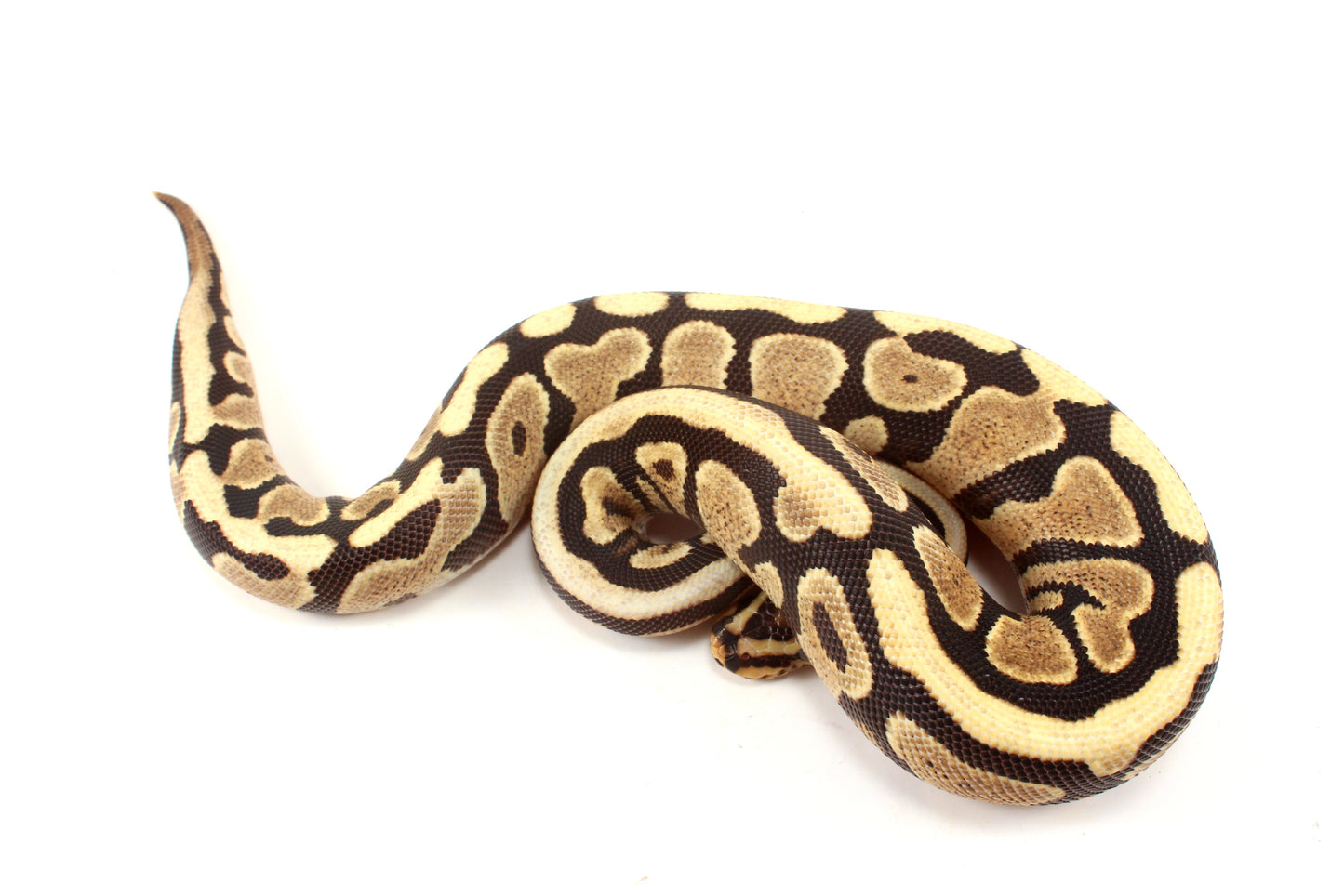 Spotnose h. Clown Ball Python