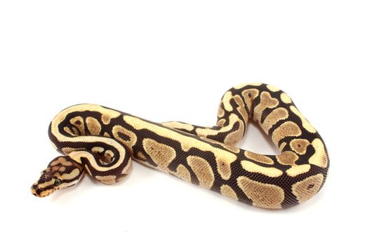 Spotnose h. Clown Ball Python