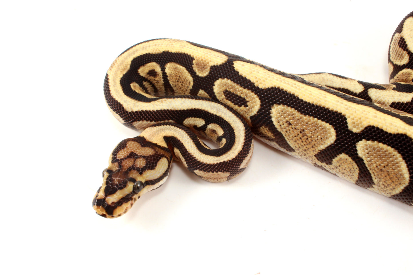 Spotnose h. Clown Ball Python