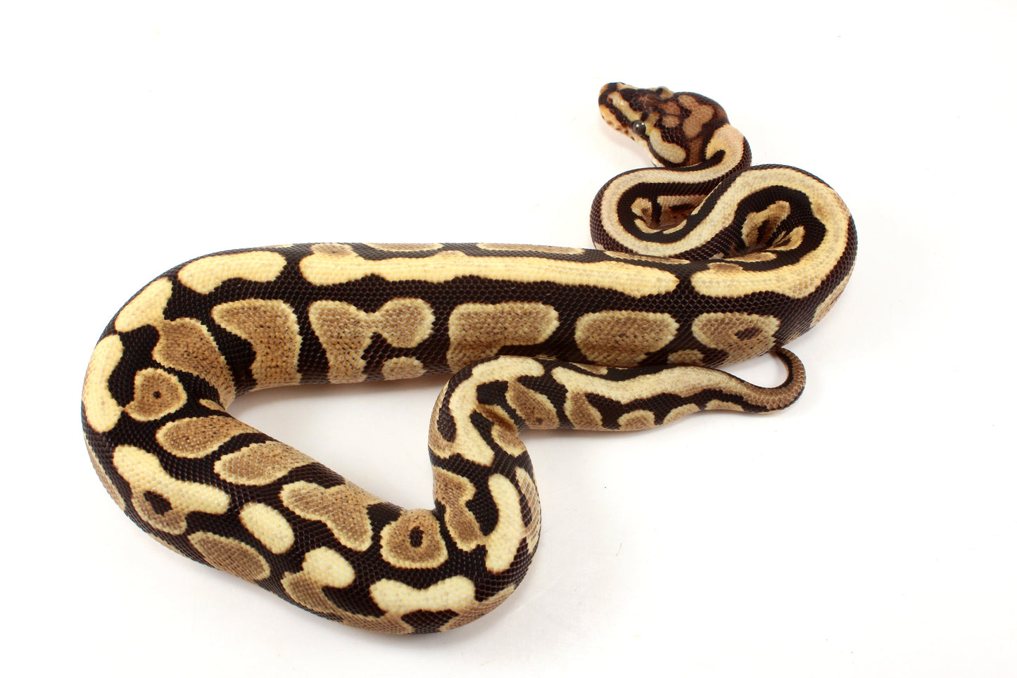 Spotnose h. Clown Ball Python