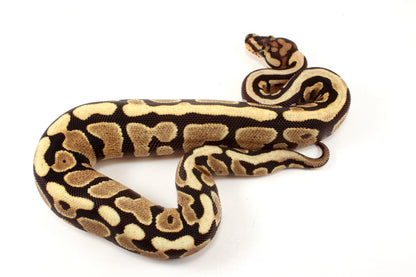 Spotnose h. Clown Ball Python