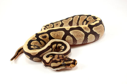 Spotnose h. Clown Ball Python