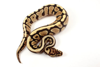 Spotnose h. Clown Ball Python
