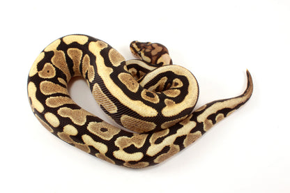 Spotnose h. Clown Ball Python