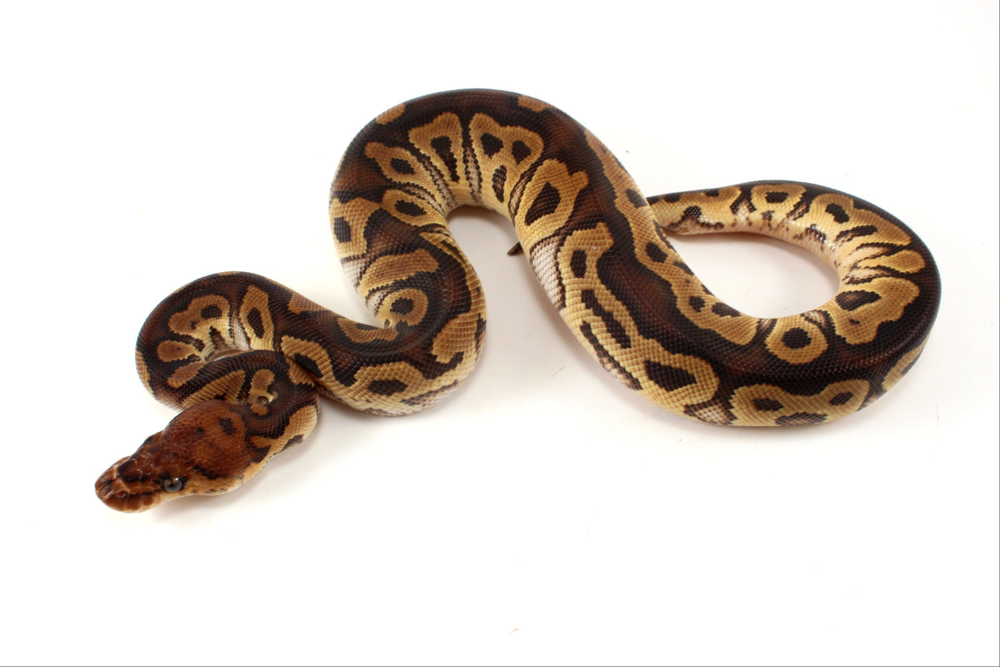 Yellow Belly Clown Ball Python