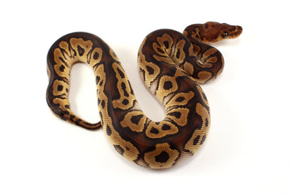 Yellow Belly Clown Ball Python