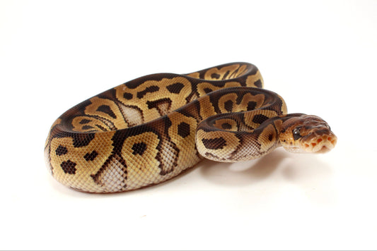 Yellow Belly Clown Ball Python