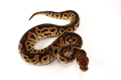 Yellow Belly Clown Ball Python