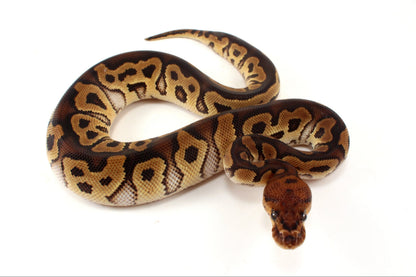 Yellow Belly Clown Ball Python
