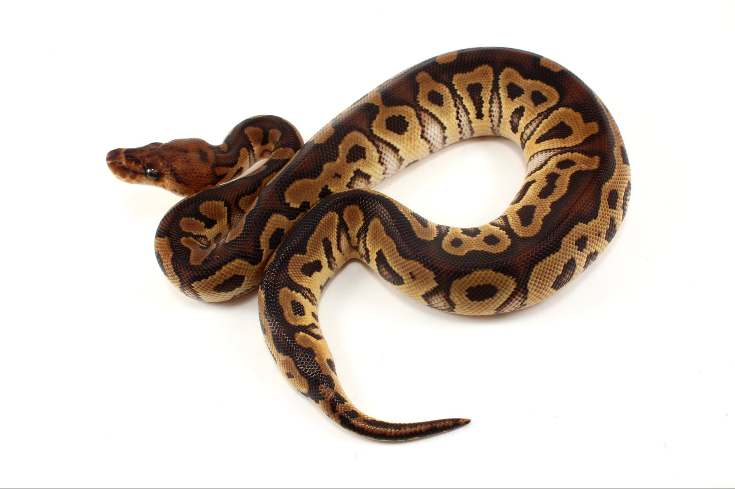Yellow Belly Clown Ball Python