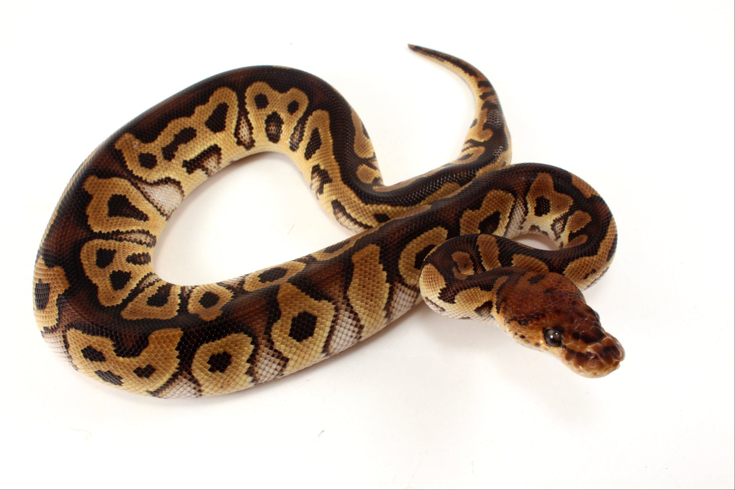 Yellow Belly Clown Ball Python