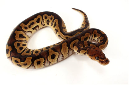 Yellow Belly Clown Ball Python