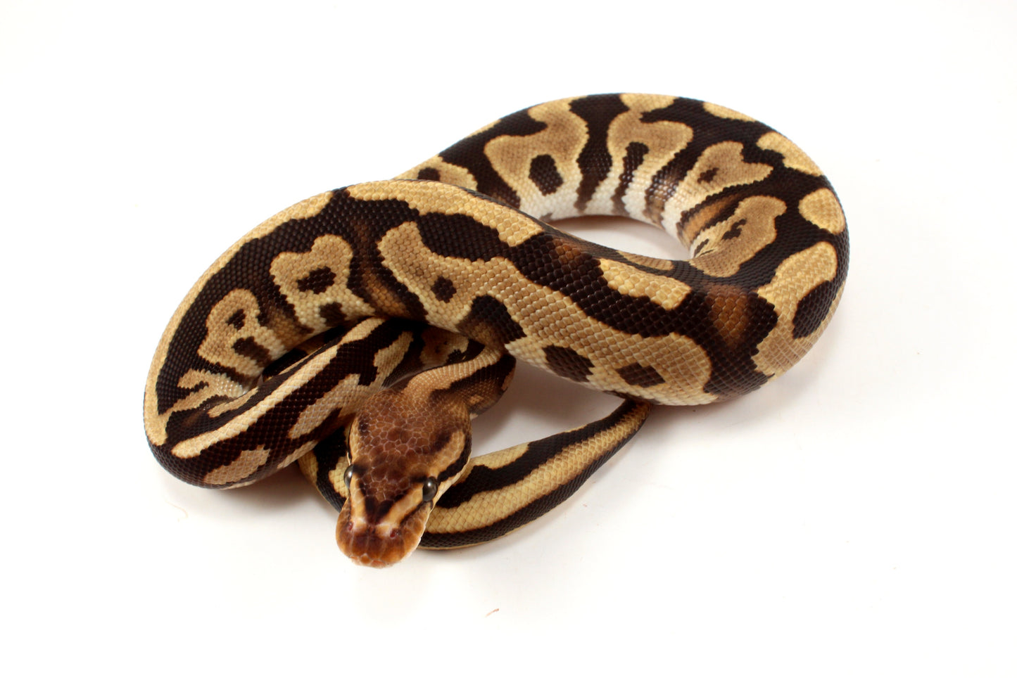 Cypress Leopard h. Clown Ball Python