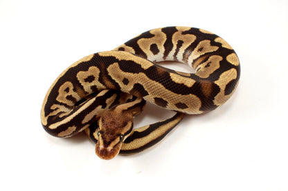 Cypress Leopard h. Clown Ball Python