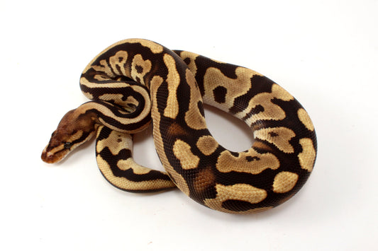 Cypress Leopard h. Clown Ball Python