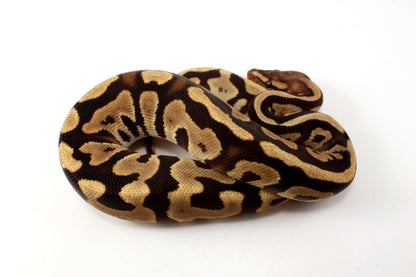 Cypress Leopard h. Clown Ball Python