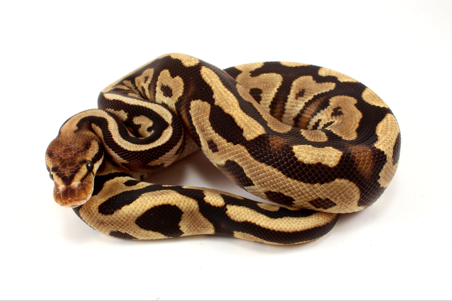 Cypress Leopard h. Clown Ball Python
